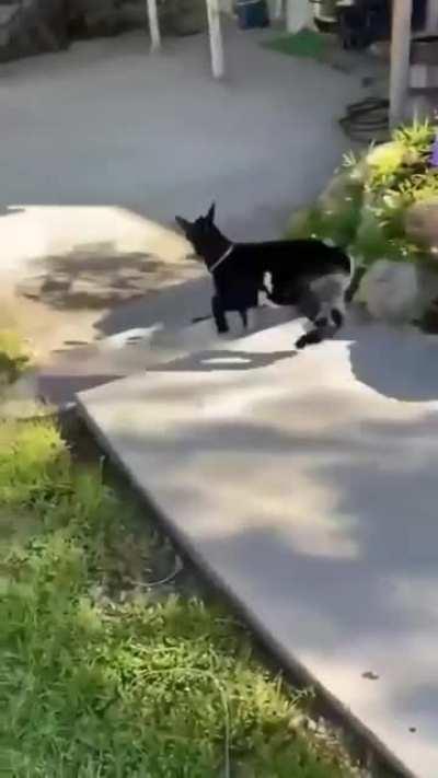 That's one happy goat