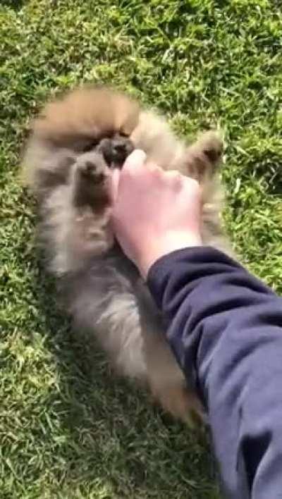 Charlie loves tummy tickles