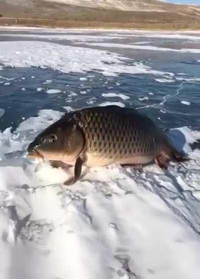 Looks like the missing link