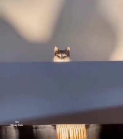 For anyone having trouble viewing the video in our lord and savior DFV's tweet