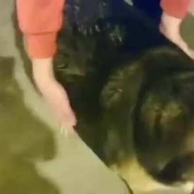 Me quede sin ideas, Aqui hay un perro