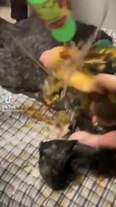 when I catch izzy lacking for that bs he made ok the cookoff