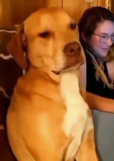 I'm not sleepy, I'm not sleepy ..[Not my dog]