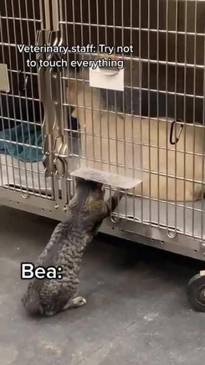 vet cat instructed not to touch all the things. cat proceeds to touch all the things 😂