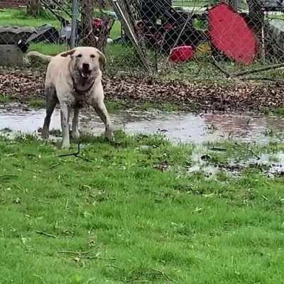 Stevie’s graduated from tippy taps to slammy whammies...when you’ve got puddles, enjoy them!