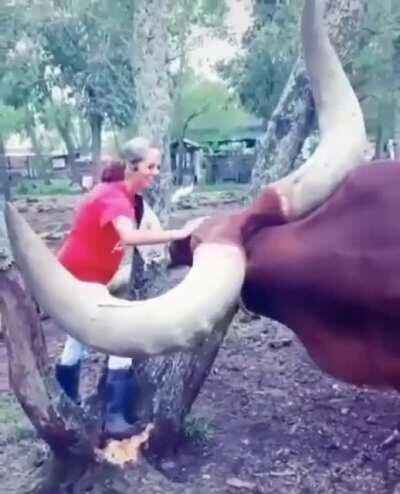 The horns on this unit.