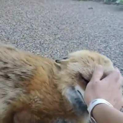 Un zorrito riendo es lo mas tierno del mundo