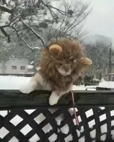 Snow lion