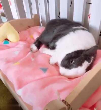 The way it makes its bed and falls to sleep blissfully.