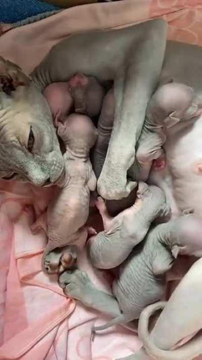 Sphynx cats just make me uncomfortable