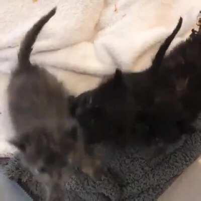 A chorus of kittens!