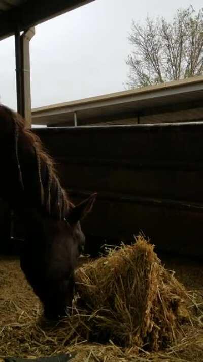 Happy horse eating hay while it rains outside (sound on)
