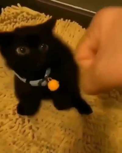 CaT Gets FUcKinG PunchEd To deATh!!