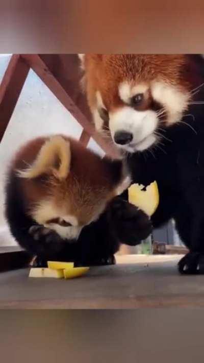 Panda Baby is so adorable <3 <3 <3