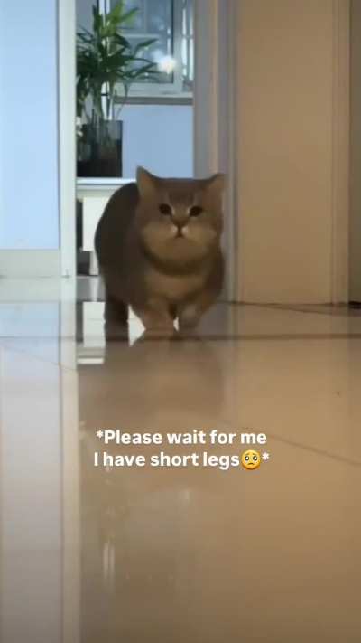 Aerially challenged wunk