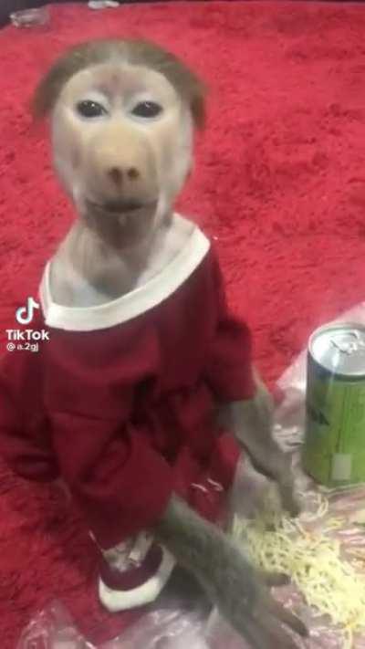 xqc shows his delicious meal to chat