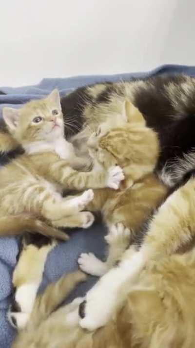 kitten rumble and mama kallie intervenes