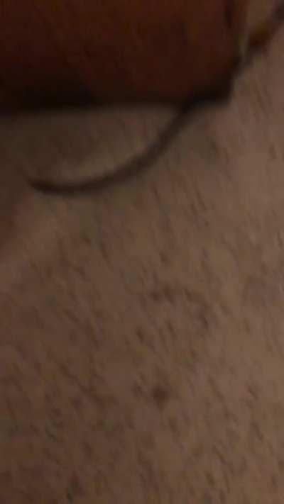 I swear I know what I’m doing