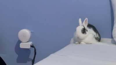 My bunny’s constant battle with gravity