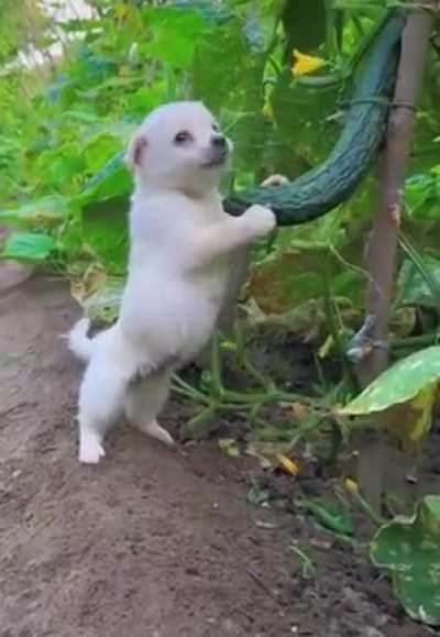 When you catch a dog stealing food