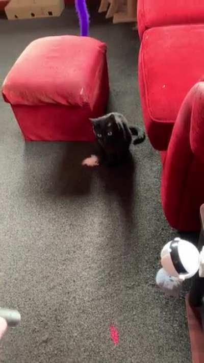 Laser pointer is scary!