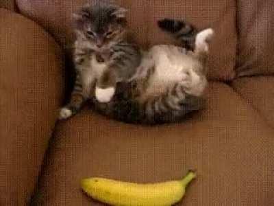 Cat is confused by a banana