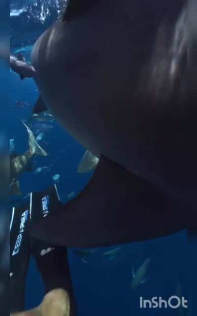 These are bull sharks, filmed by Captain John Moore in Jupiter, Florida. Many people know that sharks can inflict test bites in order to figure out if something is edible. Some of the more intelligent species will bump and rub, or use their eyes to identi