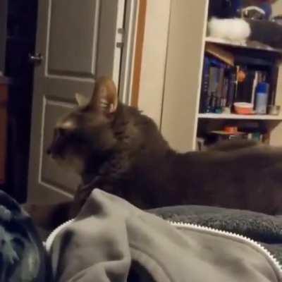 o gato sabe (●__●)