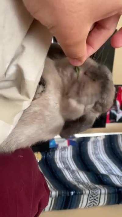 Basil for breakfast!!