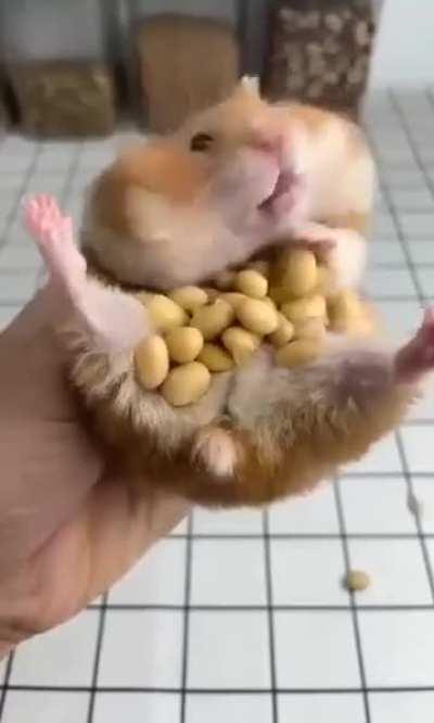 The never ending amount of peanuts in cheek pouches of this hamster