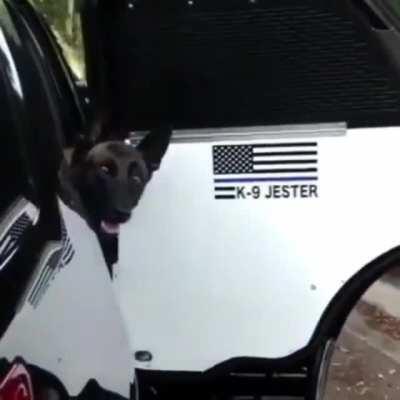 This undercover K9 is a master of disguise