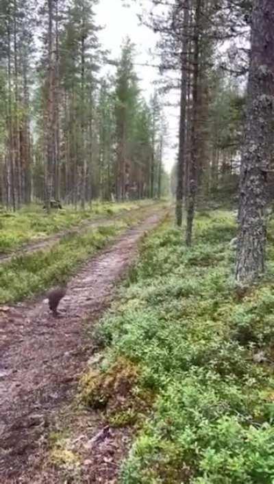 🔥 Smart hare evades the dog that is hunting it
