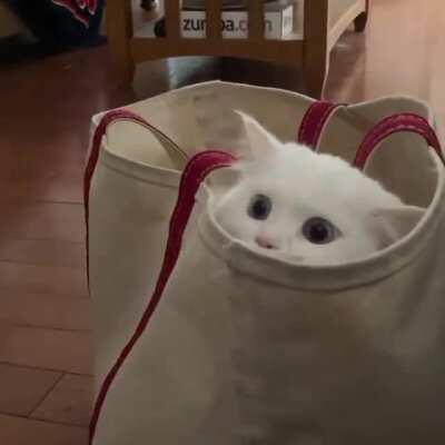 Slowest game of peekaboo ever !