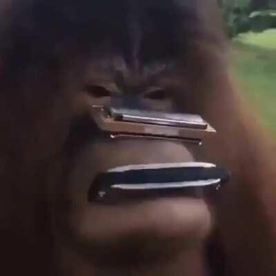 OOH AAH, HARMONICAAH