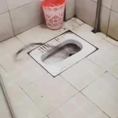 I will never, ever, use a squat toilet again