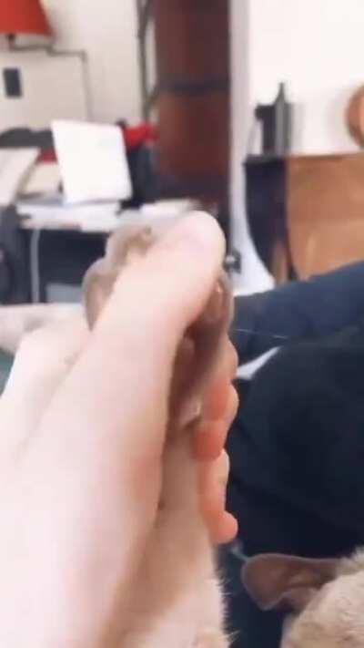 This cat is beyond done