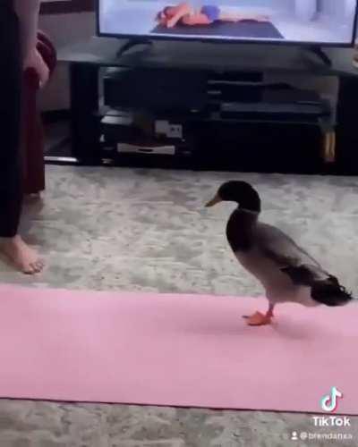 Fuck you and all your yoga friends!!!