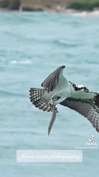 This Osprey catching a barracuda