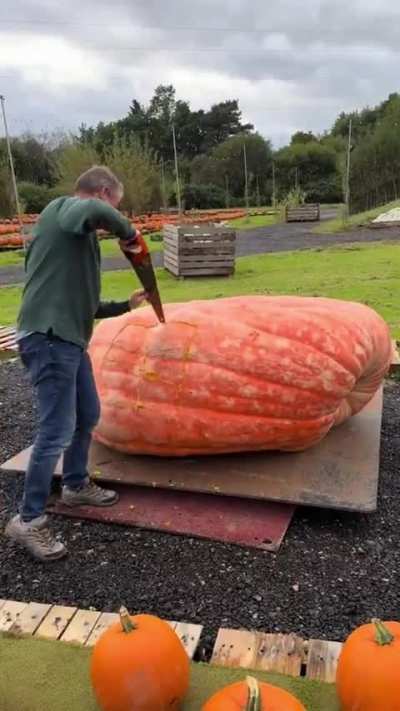 Inside A Massive Pumpkin