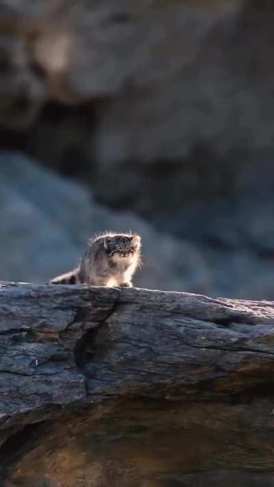 The Pallas cat and it’s baby also known as the Manual, a small wild cat