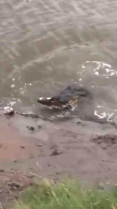 4 Meter Crocodile Eats Shark Whole