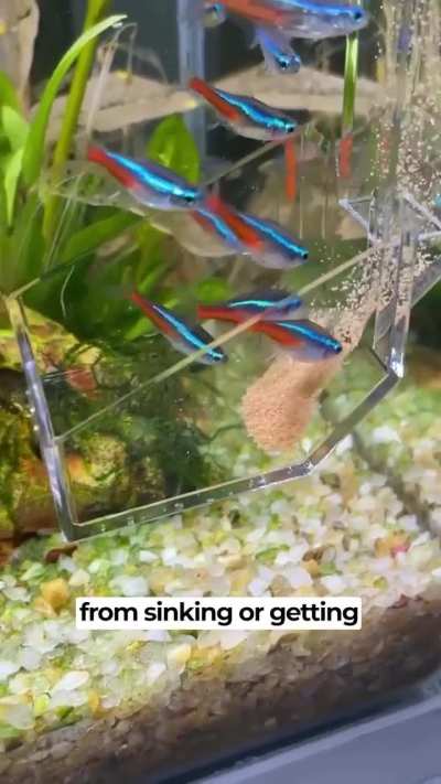 Fish tube feeder 🐟 