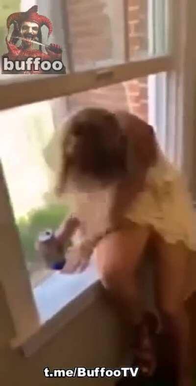 Lady fights window screen