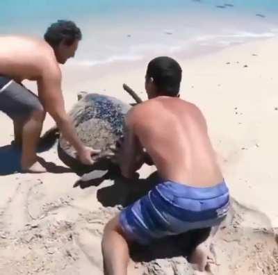 Two guys at the beach help out a flipped over sea turtle