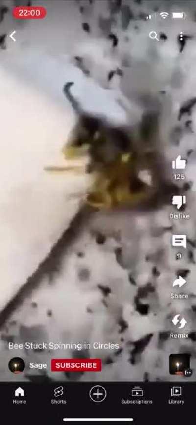 Bee stuck spinning in circles