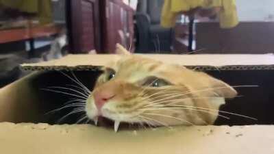 A Facebook friend shared this video a few days ago and I've been watching it nonstop. I thought you guys might like it. It's satisfying to see him pierce the cardboard with such gusto.