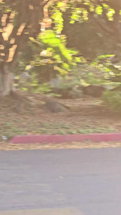 Plugged in, cuffed up, lush on max