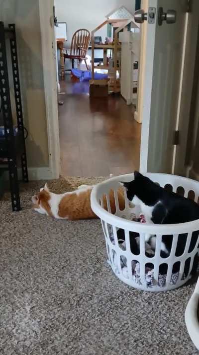 Cosmo likes to surprise attack Jack,lol.