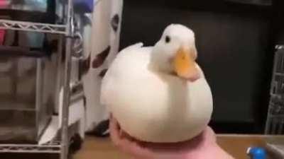 Here is the video of me ripping my arm off