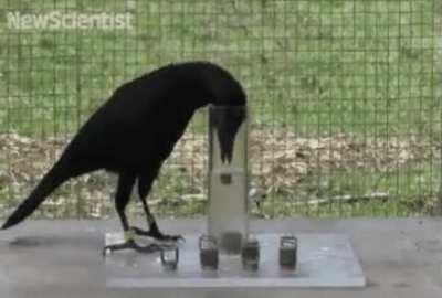 Crow using the the law of displacement to reach food.